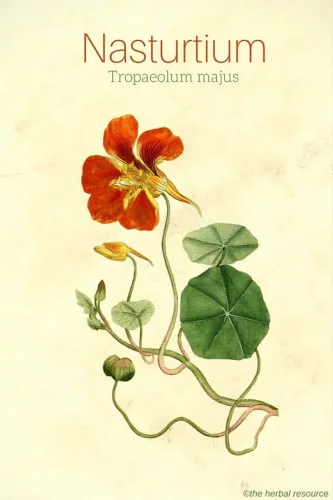 Nasturtium е добър източник на повишаващ имунитета витамин С и може да се използва като естествено средство за подпомагане на организма за преодоляване и предотвратяване на обикновената настинка и грип. 