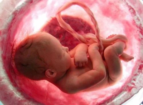 Belly To Baby Омега-3 ДХА за Бременни от Sea-licious подпомага развитието на нервната система на плода и цялостното развитие на организма му