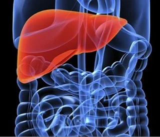 Lipotropic Factors пречистава черния дроб и спомага обмяната на веществата