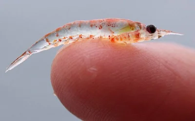 Krill oil от OstroVit нормализира артериалното налягане и има болкоуспокояващ ефект
