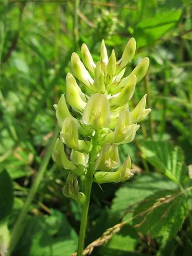 Добавка Astragalus Root 470 мг 100 капсули на уникална цена от Swanson повишава имунитета има адаптогенни свойства