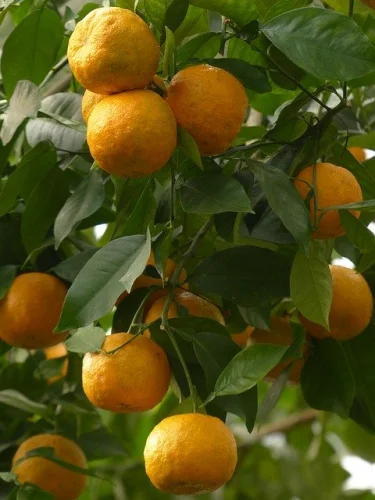 Buffered Vitamin C with Bioflavonoids 100 капсули от Swanson на топ цена предоставя 500 мг витамин Ц в една капсула и щади стомаха. 