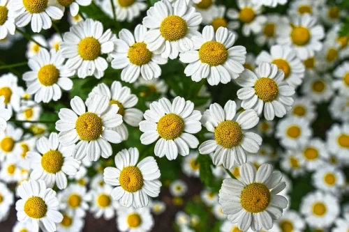 Chamomile Flower Extract 500 мг 60 капсули на ниска цена от Swanson подобрява настроението, премахва стреса и напрежението. 