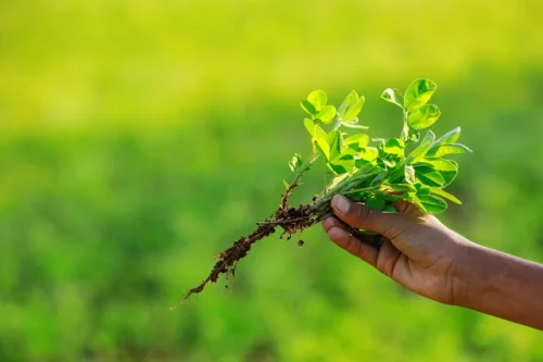 Fenugreek Extract 500 мг 90 капсули от Swanson на супер цена поддържа нивото на кръвна захар в кръвта и подпомага състоянието на сърдечно-съдовата система. 