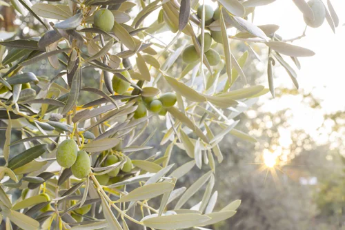 Full Spectrum Olive Leaf 400 мг 60 капсули на изгодна цена от Swanson насърчава здравословната функция на имунната система