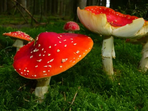 Full Spectrum Shiitake Mushroom 500 мг 60 капсули на ниска цена от Swanson се грижи за здравето на сърцето. 