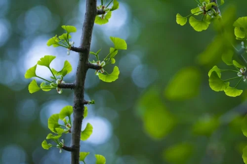 Ginkgo Biloba 24% 60 мг 30 капсули от Swanson на специална цена подобрява паметта и способността за мислене. 