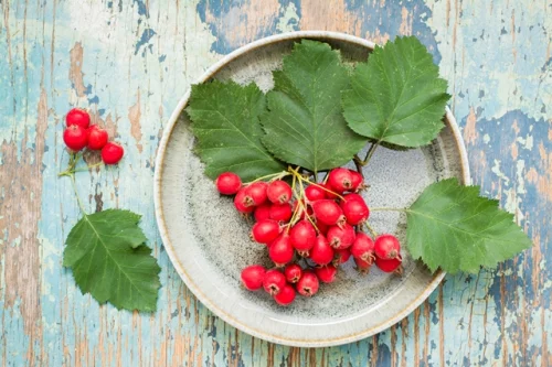 Hawthorn Berry 565 мг 250 капсули от Swanson на супер цена съдържа билката глог, която подпомага и поддържа здравето на сърцето. 
