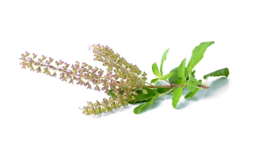 Holy Basil (Tulsi) Extract 200 мг 60 капсули от Swanson на супер цена намалява стреса и безпокойството, укрепва психиката. 