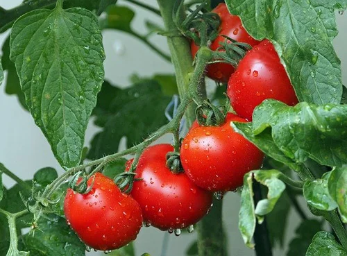 Lycopene 10 мг 120 гел-капсули на супер цена от Swanson е мощен антиоксидант, защитаващ здравето на простатата