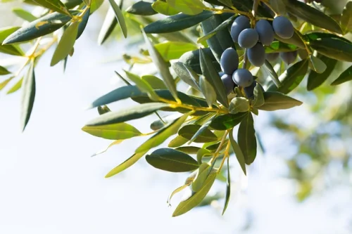Olive Leaf Extract 500 мг 120 капсули от Swanson съдържа съединението олеуропеин, което повишава имунитета. 