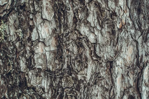 Pine Bark Extract 50 мг 100 капсули от Swanson на супер цена подддържа здравето на сърцето и подпомага синтеза на колаген.