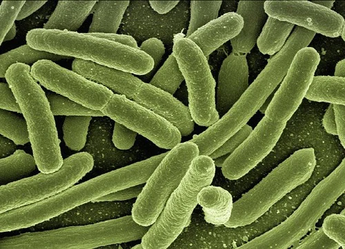 ProBiotic-4 3 млрд. CFU 60 веге капсули на супер цена от Swanson предотвратява развитието на болестотворни бактерии