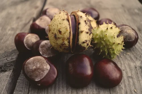Timed-Release Horse Chestnut 22% Aescin 200 мг 120 таблетки от Swanson на топ цена е добавка с постепенно освобождаване, която е предназначена да подобрява кръвоснабдяването на крайниците