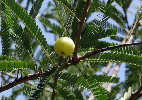 Triphala (Трифала) 500 мг капсули на топ цена от Swanson подобрява състоянието на Вашата кожа.