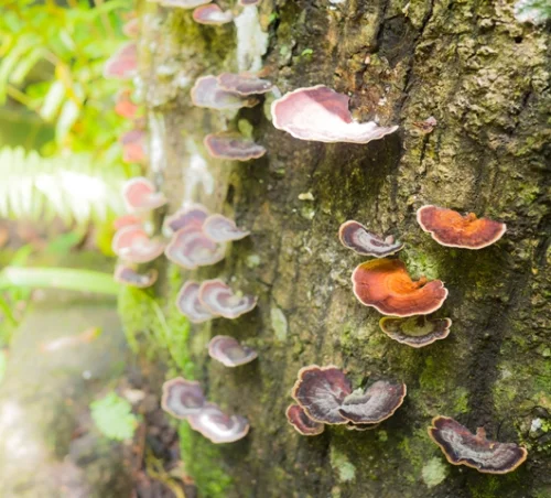 Turkey Tail Mushroom 120 капсули от Swanson на топ цена съдържа стандартизиран екстракт до 50% полизахариди, който е полезен за черния дроб. 