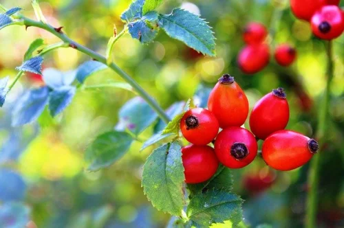Vitamin C with Rose Hips 500 мг 100 капсули от Swanson на топ цена им силни антиоксидантни свойства и намалява риска от грип и настинка.