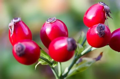 Vitamin C with Rose Hips 1000 мг на капсули от Swanson повишава имунитета и има антиоксидантни свойства. 