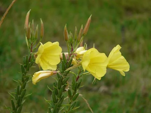 Evening Primrose Oil 500 мг 180 дражета на супер цена от Webber Naturals помага за облекчаване на предменстуралния синдром