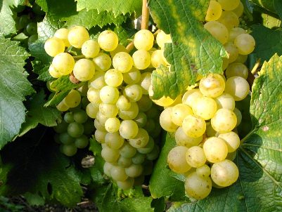 Шардоне е най-известният сорт бяло вино