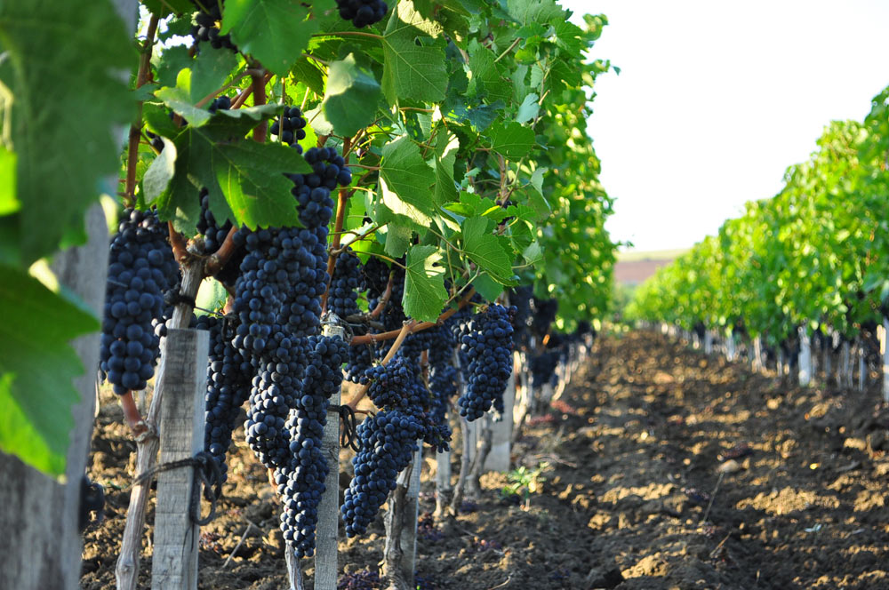 Каберне Совиньон е най-известният сорт грозде и вино