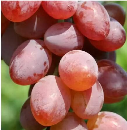Трапезното грозде е сладко и с големи зърна