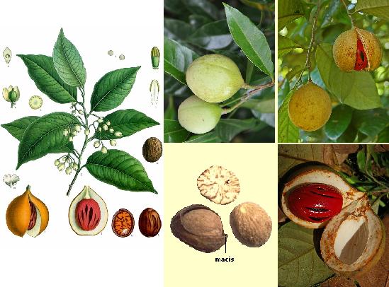 Плодът на Myristica fragranq - индийско орехче влияе стимулиращо на храносмилателната система и е полезен срещу повръщане, гадене и диария. 