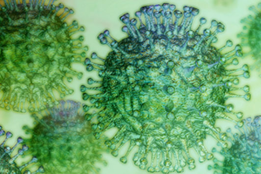COVID-19, MERS, SARS са от семейството на коронавируси, които поразяват авеолите в белите дробове.