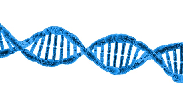 Какава е ролята на теломерите в ДНК?