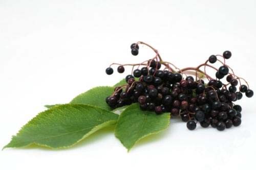 VitaJoy Gummies Sambucus Elderberry 60 веге гъмита на добра цена от 21st Vitamins поддържа активна имунната система