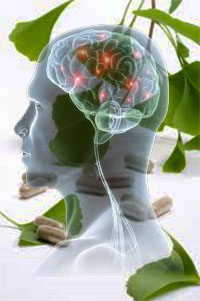 Екстрактът от Гинко Билоба има благоприятен ефект върху паметта и умствените ви способности.