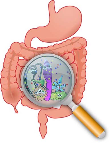 Digestive Health Probiotic 2 млрд with LactoSpore 60 веге капсули на топ цена от Doctor's Best възстановява чревния микробиом