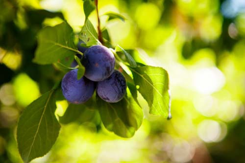 European Plum Syrup 500 мл на добра цена от EkaMedica подобрява храносмилането