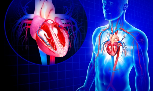 Фитокардин за Здраво Сърце на капсули е натурален продукт за сърдечно здраве.