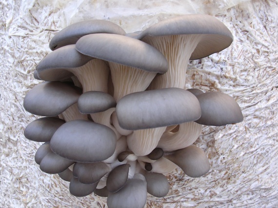 Oyster Mushroom от Fungiology подобрява умствената дейност и подпомага храносмилането