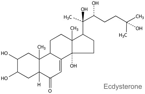 Ecdysterone Leuzea съдържа веществото екдистерон, което има доказани анаболни свойства и увеличава мускулната маса за кратки срокове.