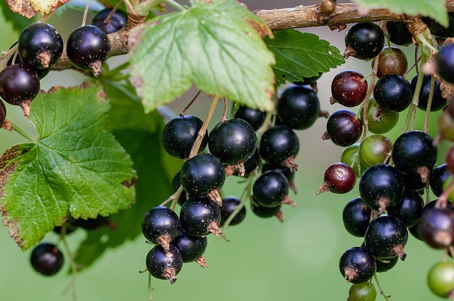 Organic Ribes Nigrum Blackberry Complex 100 мл на идеална цена от Mattisson Healthstyle помага за укрепване на стените на кръвоносните съдове.