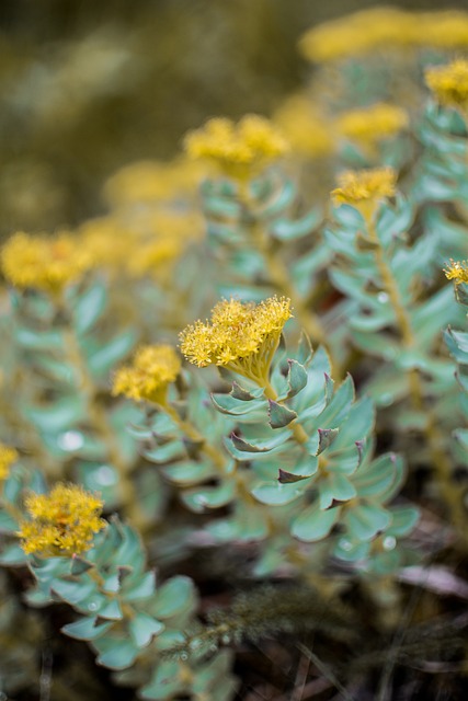 Vegan Rhodiola Extract 60 капсули на ниска цена от Mattisson Healthstyle спомага за отърваване от негативните мисли. 