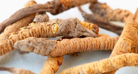 Кордицепс на капсули може да потисне развитието на раковите клетки.