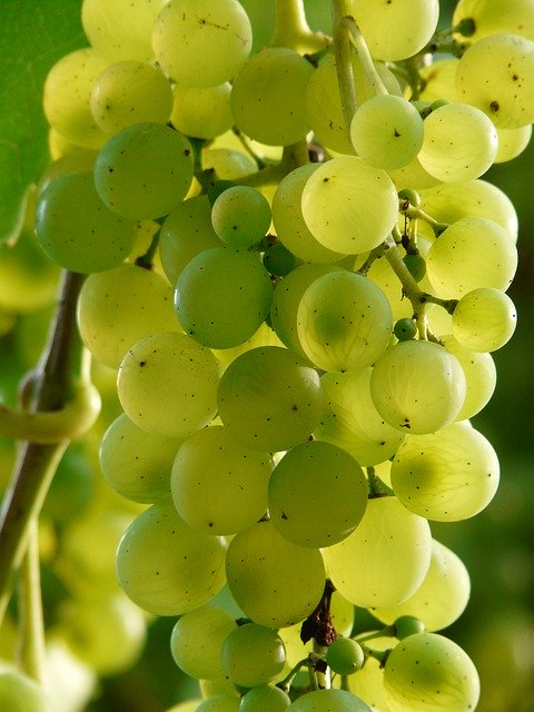 Grape Seed with Vitamin C 30 веган капсули на топ цена от Nature's Way подпомага производството на колаген.