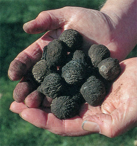 Люспите от черен орех са използвани като билков тоник и лекарство срещу различни заболявания още от древните гърци и римляни.
