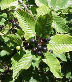 Зърнастец (Cascara Sagrada) е натурален лаксатив, извлечен от червеникаво-кафявата кора на растението Rhamnus purshiana. 