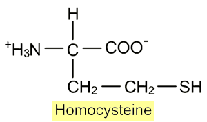 Хомоцистеина е има важна роля в метаболизма и помага за контролиране на други аминокиселини
