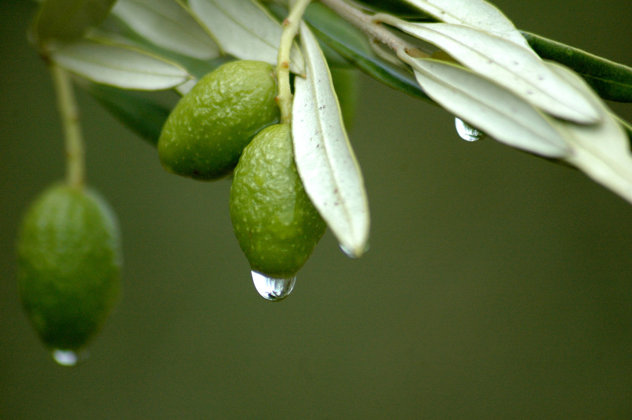 Екстрактът от маслинови листа е богат на растителни феноли и лигнини, които имат функцията да защитават организма от външния стрес и процесите свързани с него. 