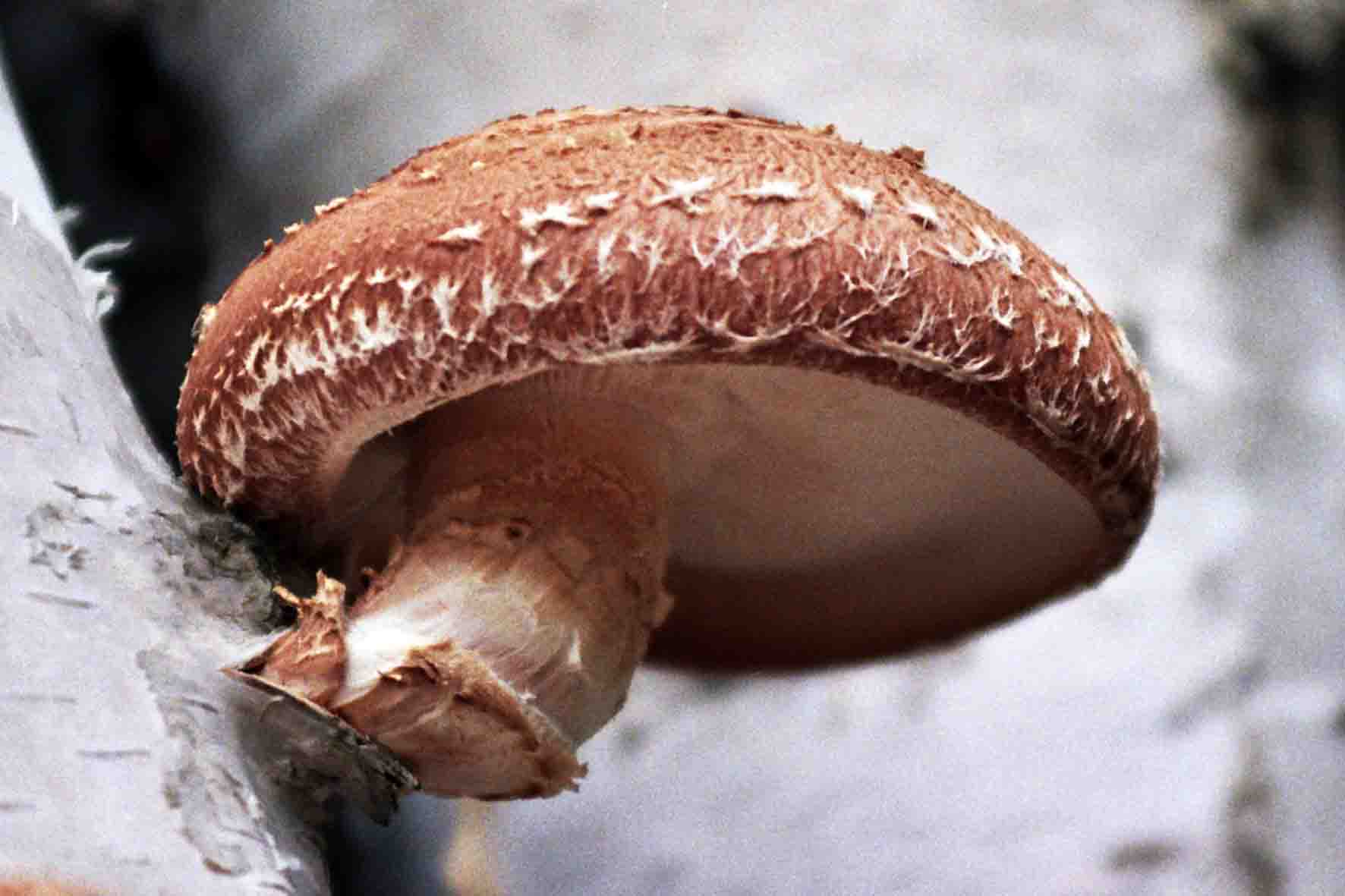Лечебната гъба действа много ефективно, и може да намали вредния холестерол в кръвта и да регулира стойностите на кръвната захар. 