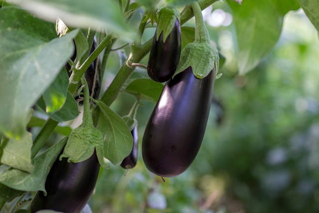 Eggplant Extract 20:1 450 мг 30 веге капсули от Swanson на топ цена е антиоксидантна добавка, която укрепва здравето. 