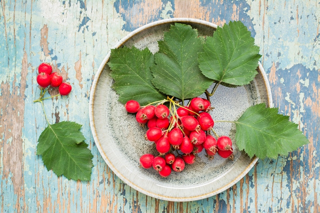 Hawthorn Berry 565 мг 250 капсули от Swanson на супер цена съдържа билката глог, която подпомага и поддържа здравето на сърцето. 