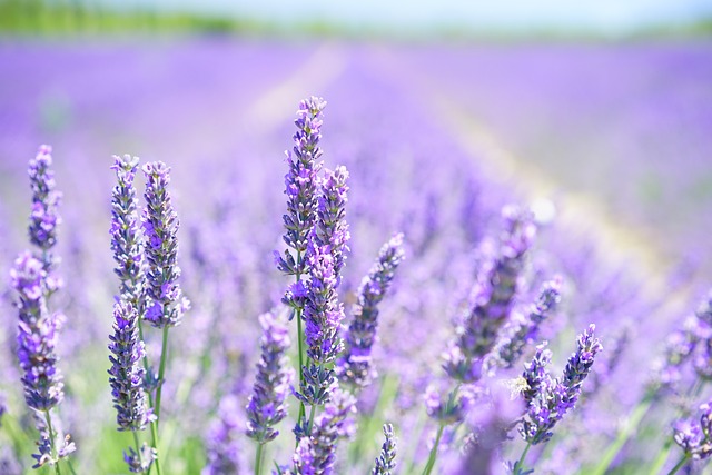 Lavender Flower 400 мг 60 капсули на ниска цена от Swanson действа успокояващо и стимулира съня.
