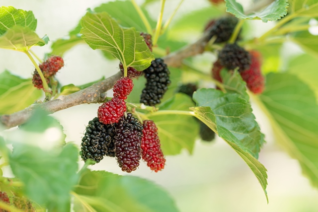Mulberry Leaf Extract 500 мг 60 капсули от Swanson на супер цена е добавка за поддържане здравето на сърцето. 