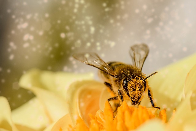 Royal Jelly Propolis Complex 60 капсули на ниска цена от Swanson е мощен антиоксидант, поддържащ имунната система. 